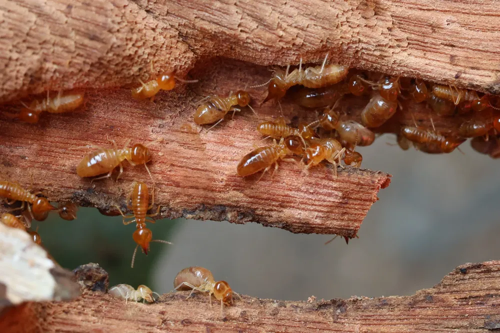 Our Termite Monitoring & Treatment service provides comprehensive protection for your home by detecting and eliminating termites, ensuring a safe and damage-free environment through regular inspections and customized treatment plans. for Pest Control Management in Montgomery County, PA