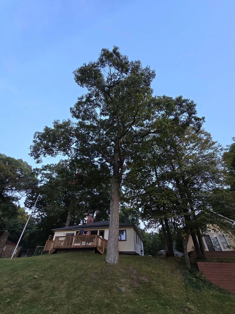 All Photos for D Hale Tree Service in Ann Arbor, MI