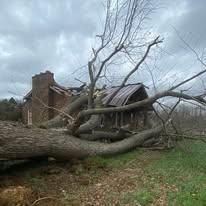 All Photos for SMITHs Tree Service in Columbus, IN