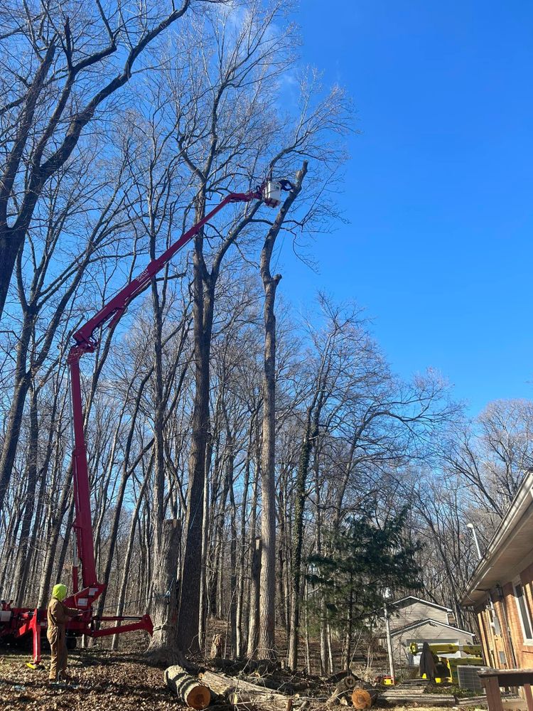 All Photos for SMITHs Tree Service in Columbus, IN