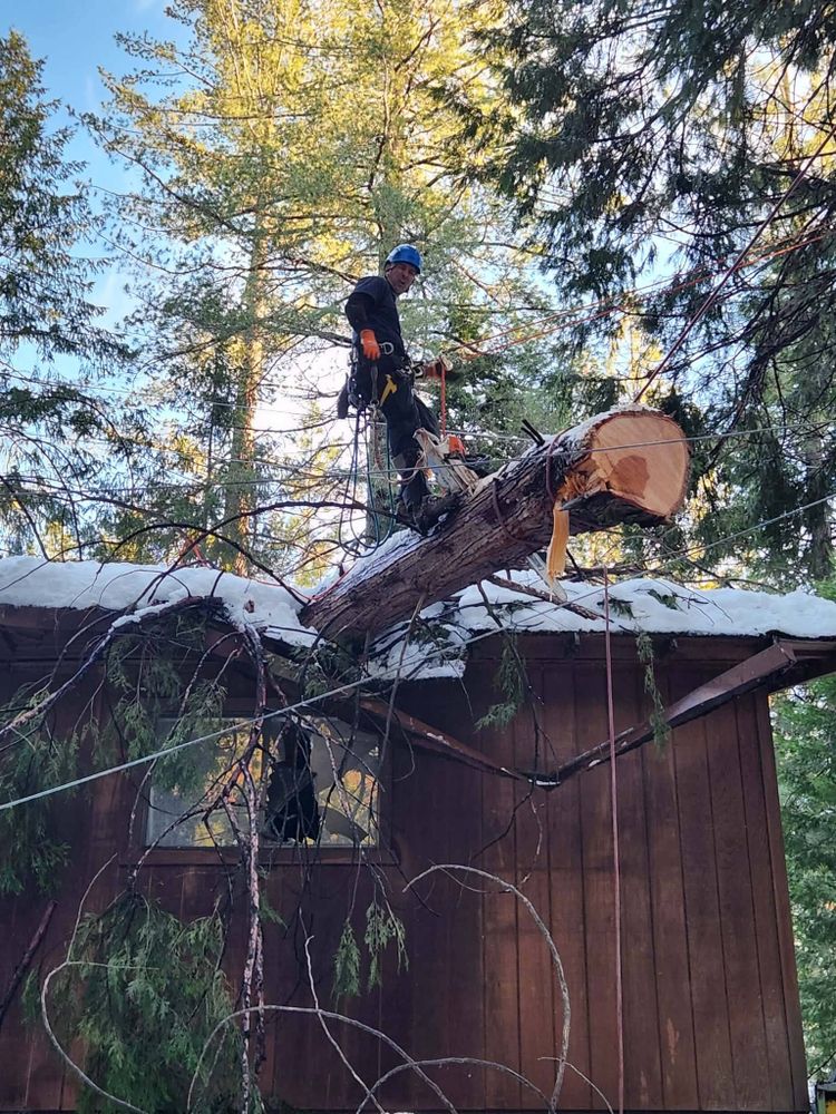 All Photos for George Staddan's Professional Tree Care in Placerville, CA
