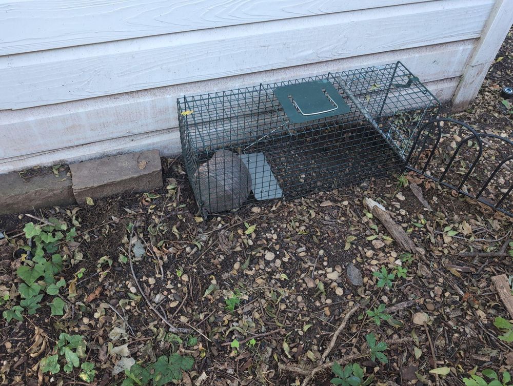 All Photos for Topper's Wildlife Removal in Garland, TX