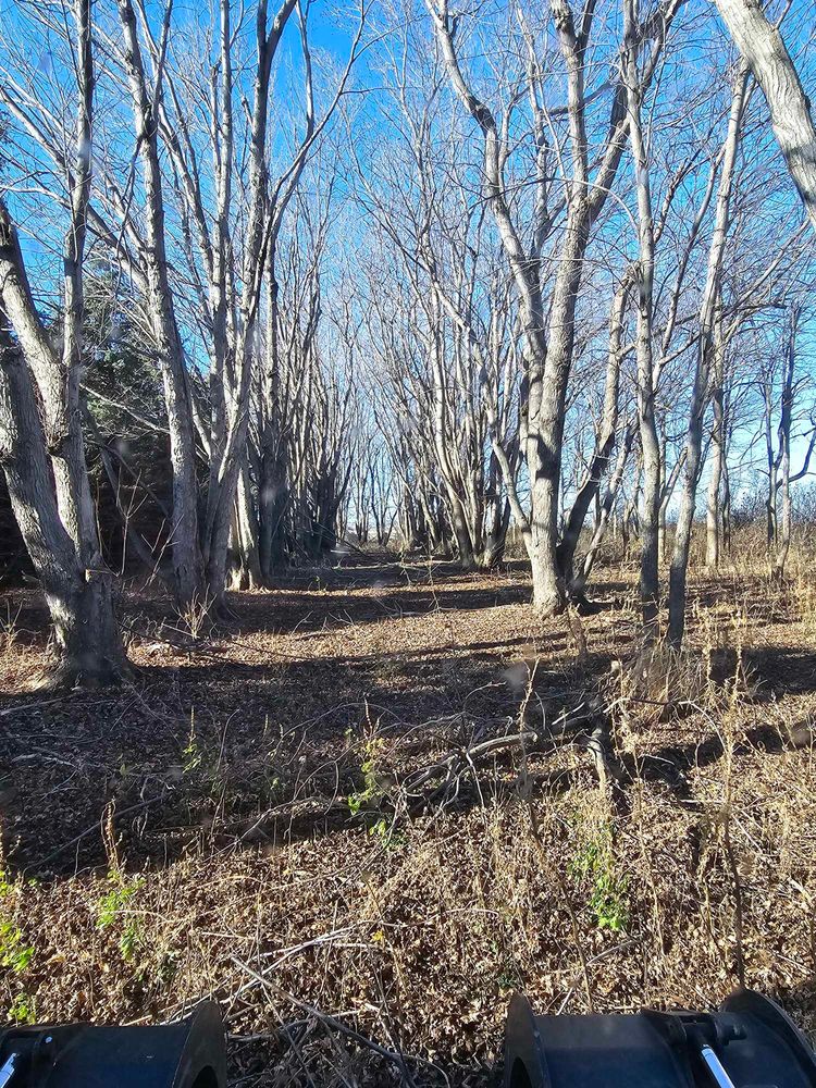 Tree Removal for Tree Tech in Luverne, MN