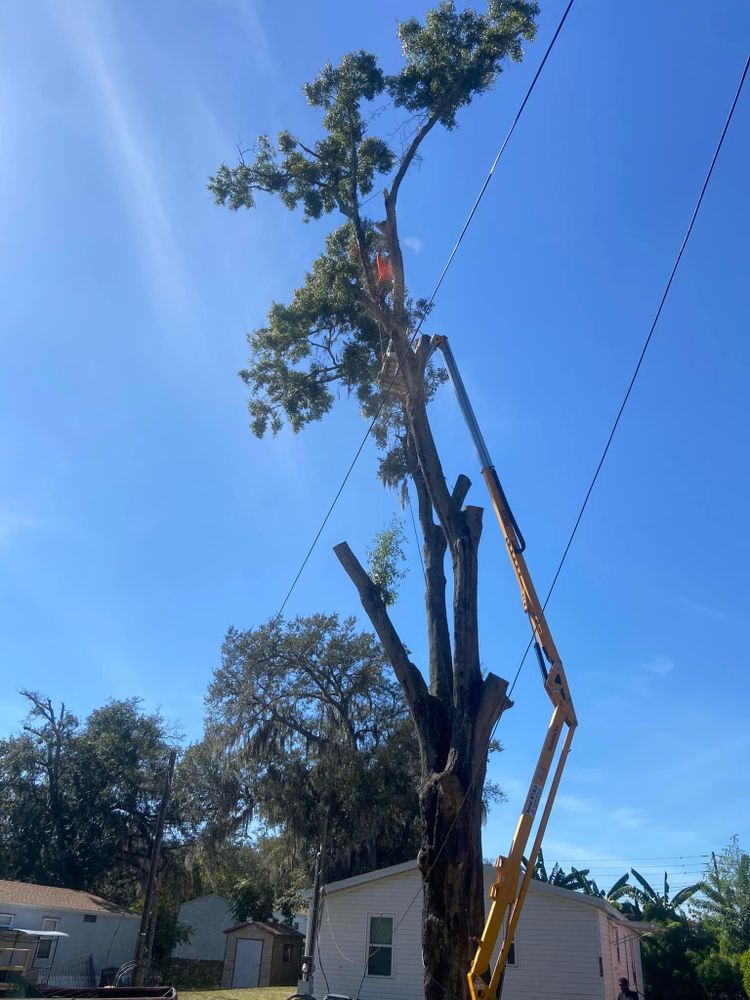 Fall and Spring Clean Up for Efficient and Reliable Tree Service in Lake Wales, FL