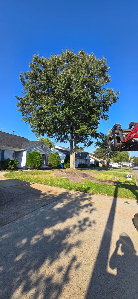 All Photos for Beach Tree Care in Virginia Beach, VA