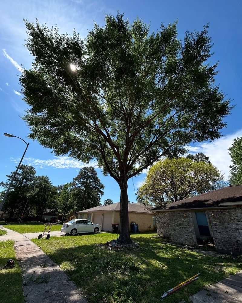 Enhance your landscape with our professional tree trimming service, promoting healthier growth and improved aesthetics while ensuring safety by expertly removing dead or overgrown branches from your property. for C&B Ramos Tree Service in Houston, TX