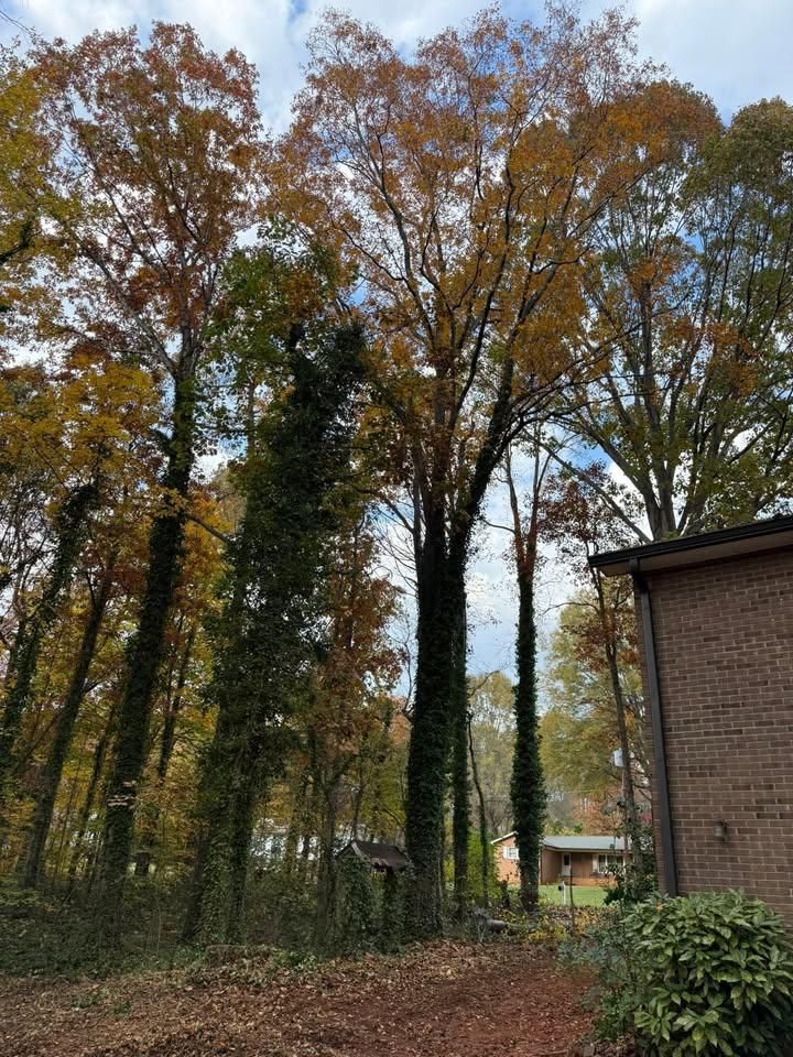 All Photos for Down South Tree Care and Landscaping in Maiden, NC