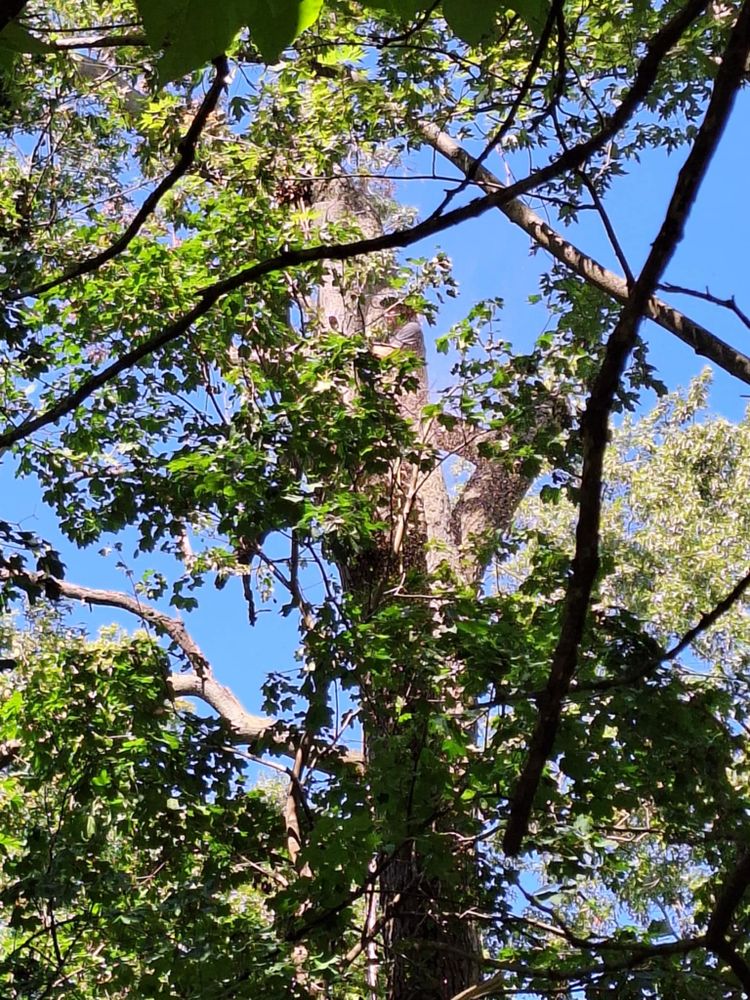 All Photos for Highborn Tree Service in Wheatfield, IN