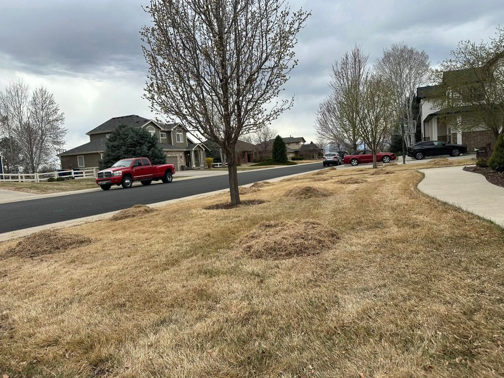 All Photos for Manscaped Lawn Care in Firestone, CO