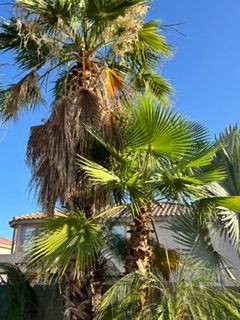 All Photos for Patriot Tree Service in Mesa, AZ