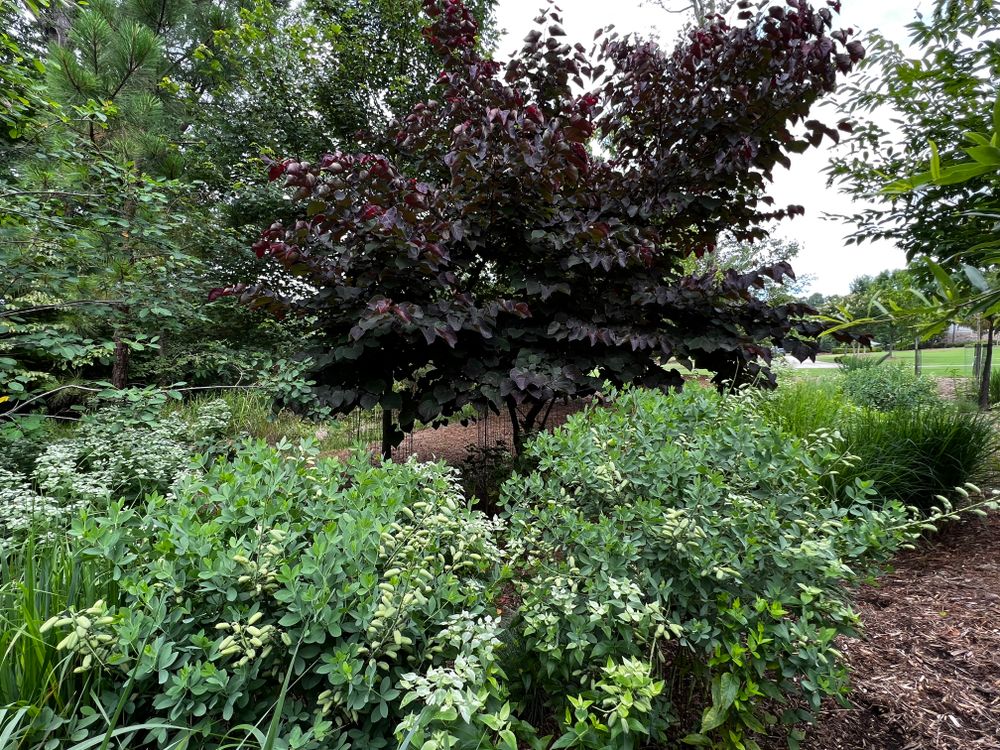 All Photos for Christina King Landscape Design in West Raleigh, NC