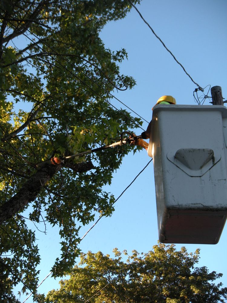 All Photos for Willamette Landscaping and Tree Services in Albany, OR