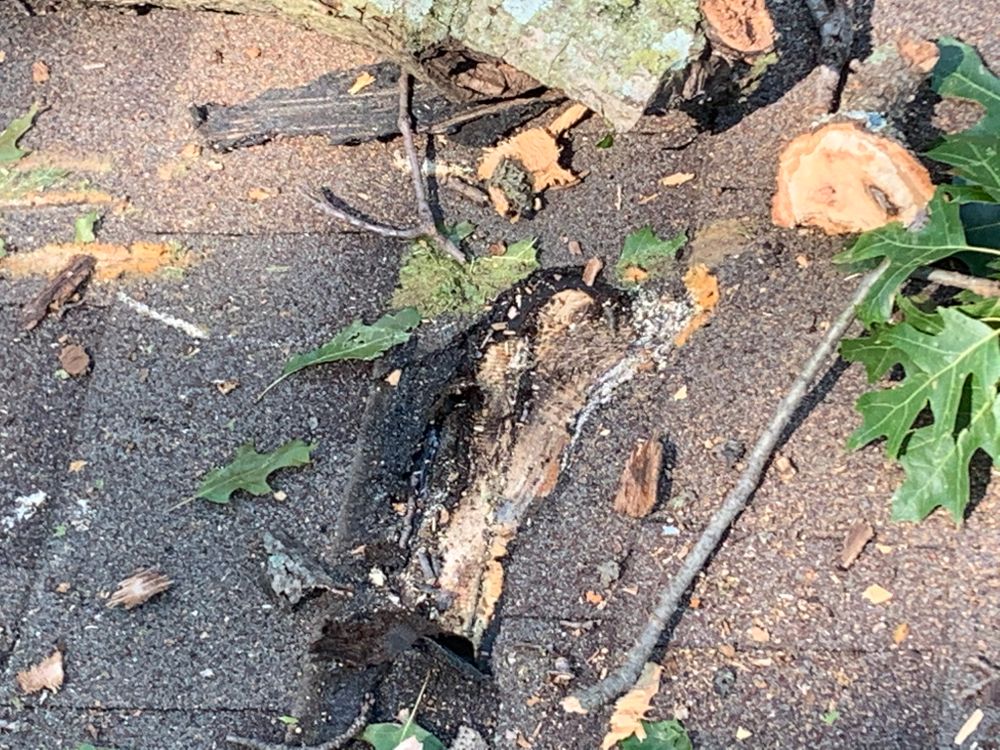 All Photos for TLC Professional Tree Service in Bedford, TX