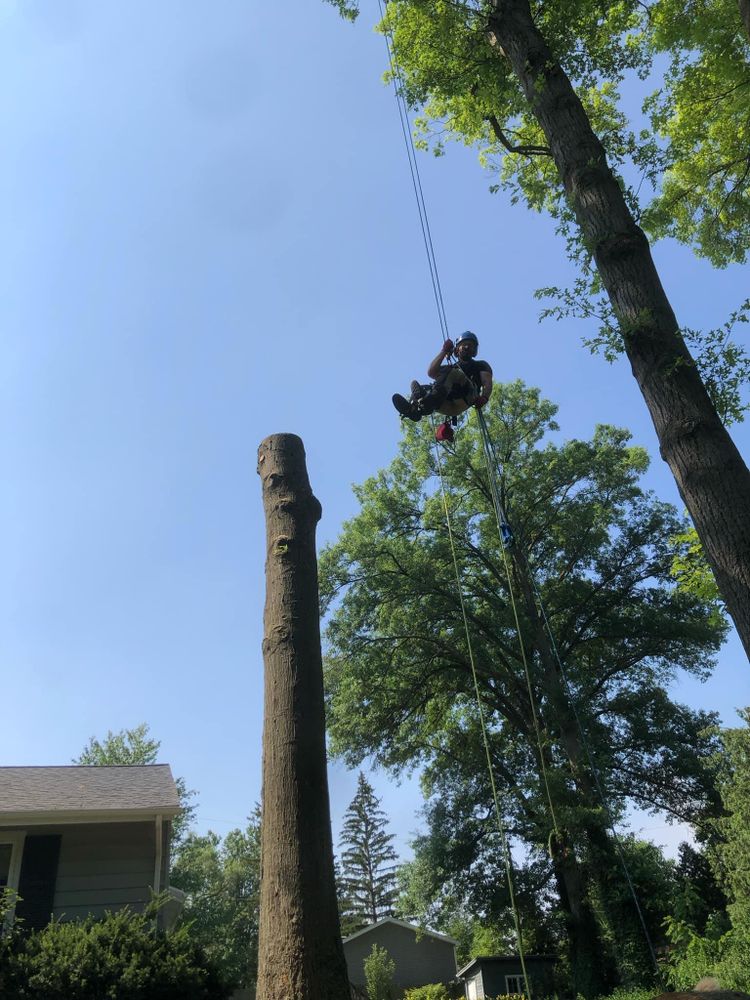 All Photos for Summit Tree Care LLC in Fort Wayne, IN