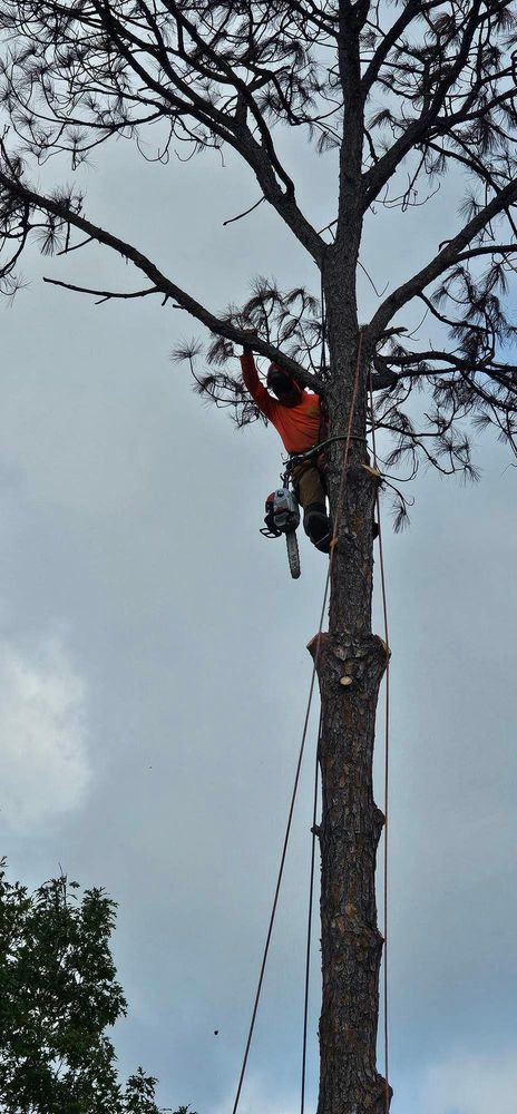 All Photos for Servin's Tree Care  in Houston, TX