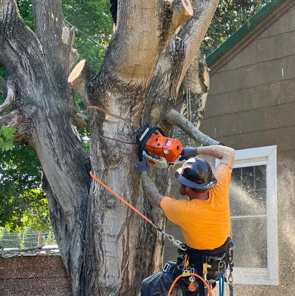 Brocks Tree Service LLC team in Rogersville, TN - people or person