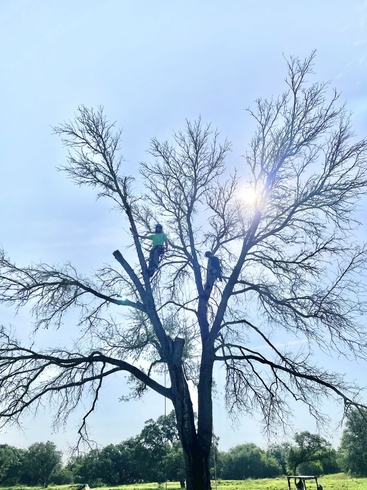 All Photos for Braun Tree Service in Floresville, Texas