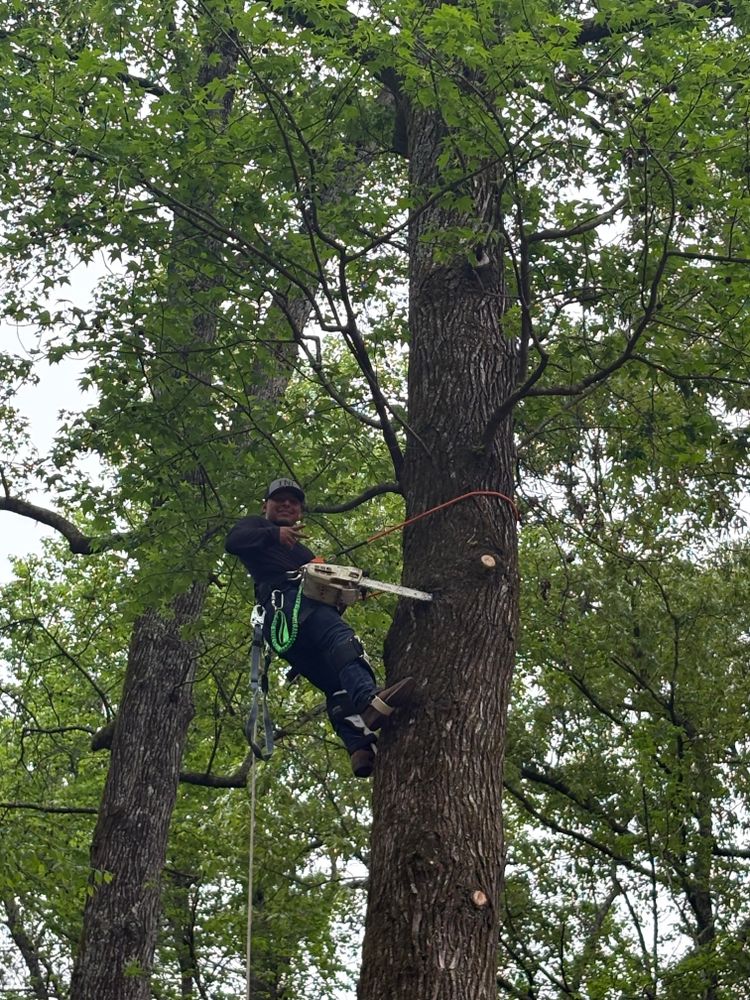All Photos for T N L - Tree and Land Service in Reynolds, GA