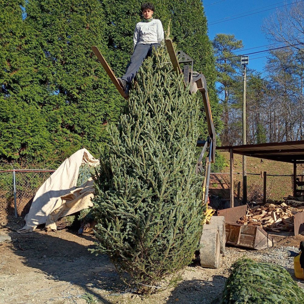 All Photos for BAM Another Pinestraw Lot in Flowery Branch, GA