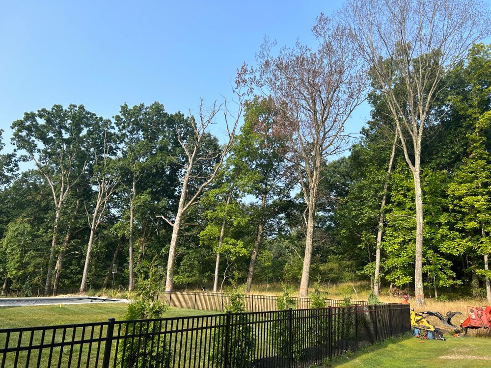 Tree Removal for JJ Tree Service in Gibsonia, PA