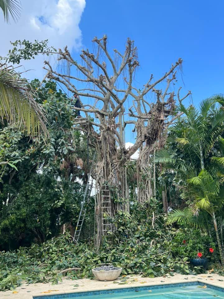 All Photos for Rey Landscaping & Lawn service LLC in West Palm Beach,  FL