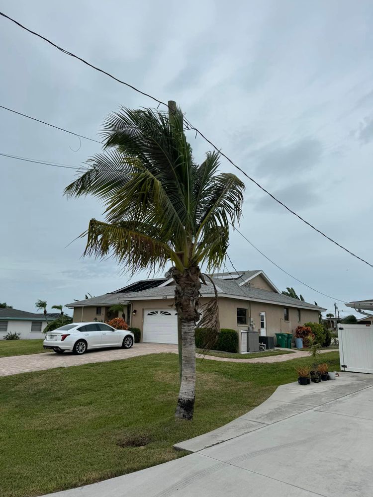 Tree Removal for Lemon Bay Tree Service  in Englewood, FL