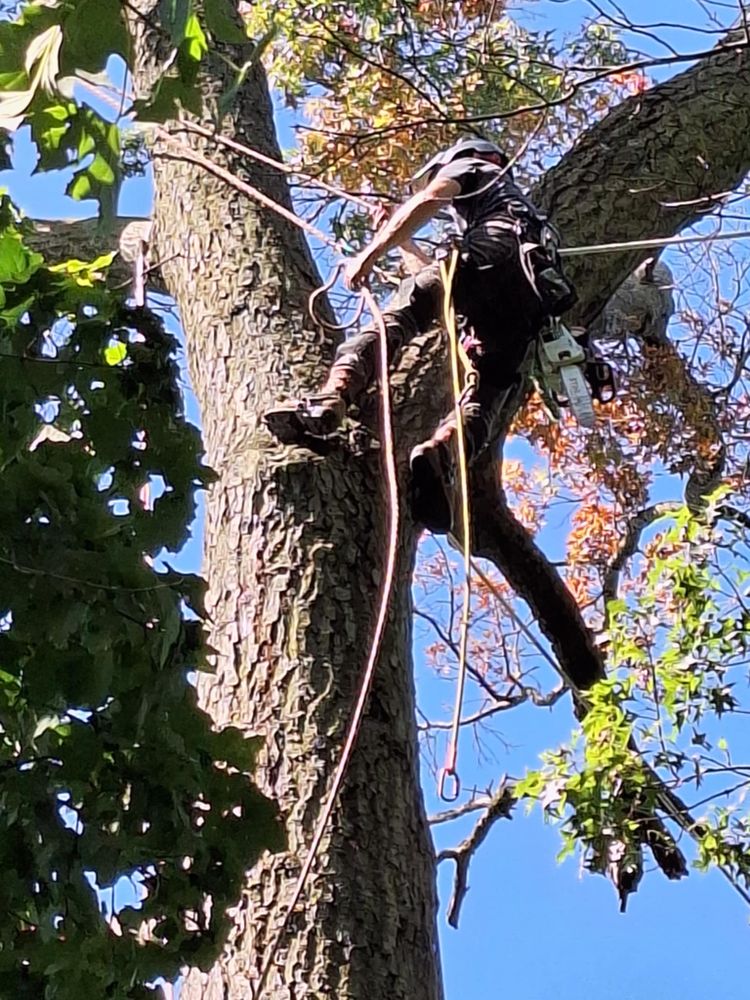 All Photos for Highborn Tree Service in Wheatfield, IN