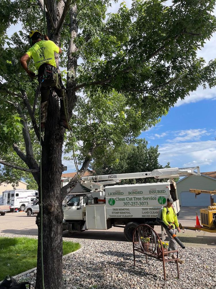 Tree Removal for Clean Cut Tree Service in Gillette, WY