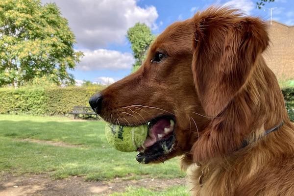 All Photos for Dumbo's Doggy Doors in City of Sammamish, WA