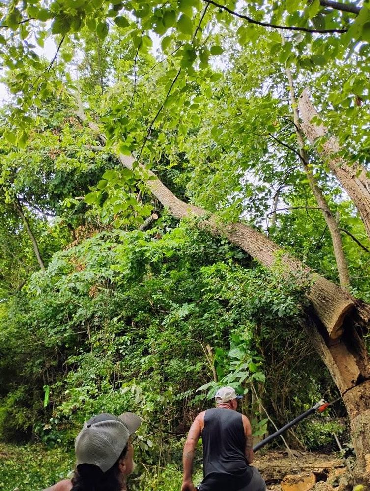 All Photos for Kingdom Tree Trimming and Removal LLC in Covington, KY
