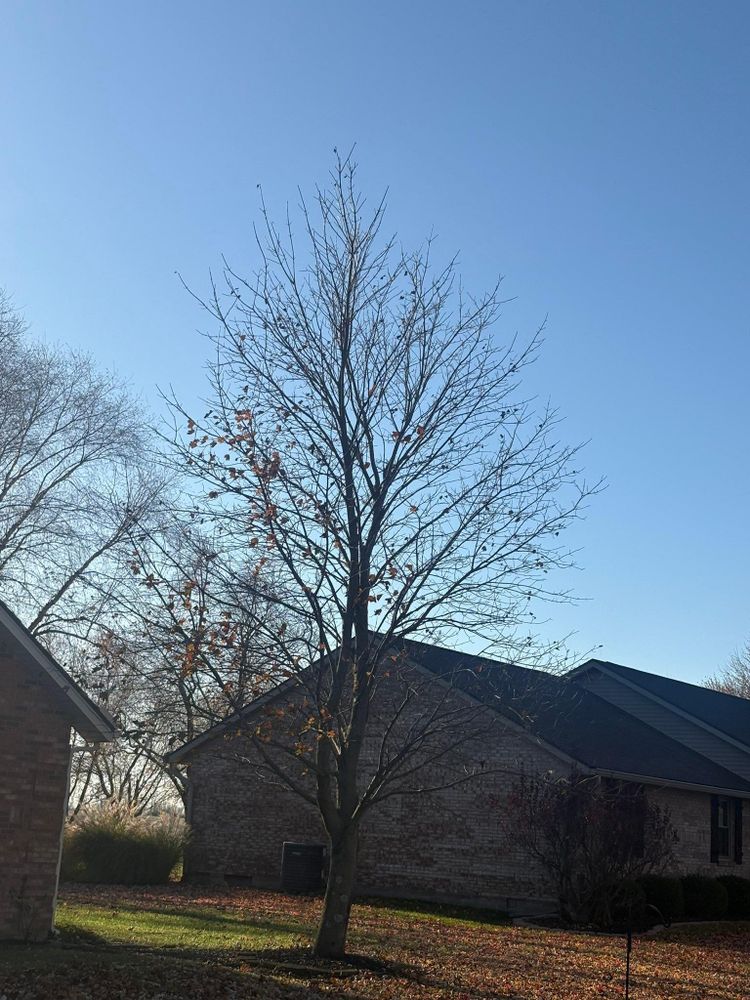 All Photos for Dig-It Tree Company in Mason, OH