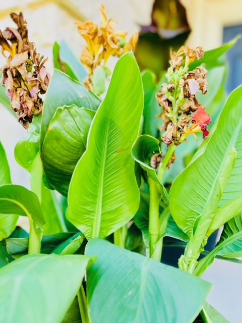 All Photos for Rustic Roots Landscaping in Austin, TX