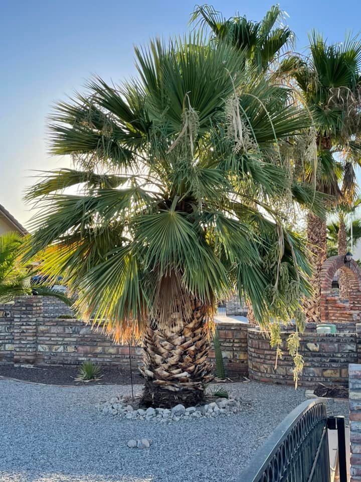 Tree Removal for Oliver L. Palm & Tree services in Yuma County, AZ