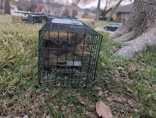 All Photos for Topper's Wildlife Removal in Garland, TX