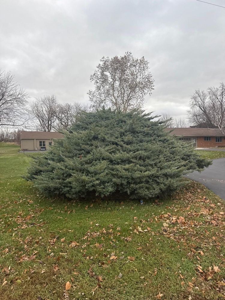 All Photos for Fransen's Tree Service  in Freeport, IL