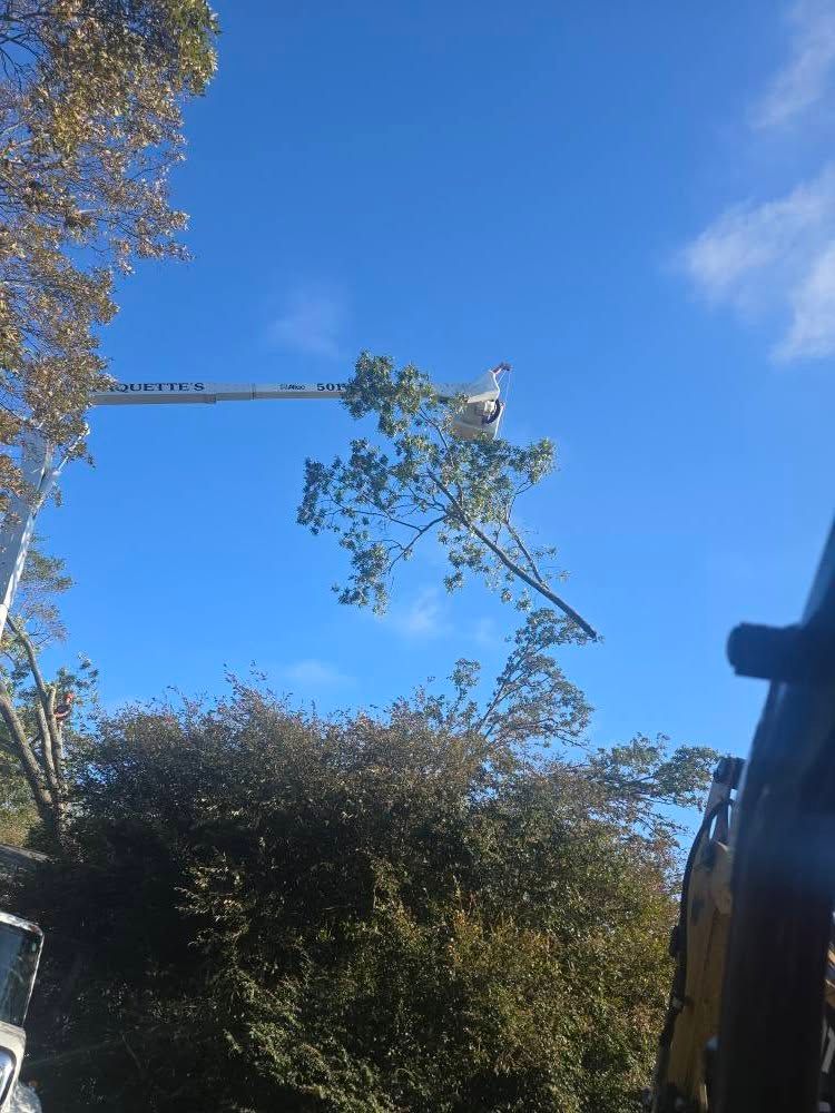 Tree Removal for Paquette's Tree Service in Malvern, AR