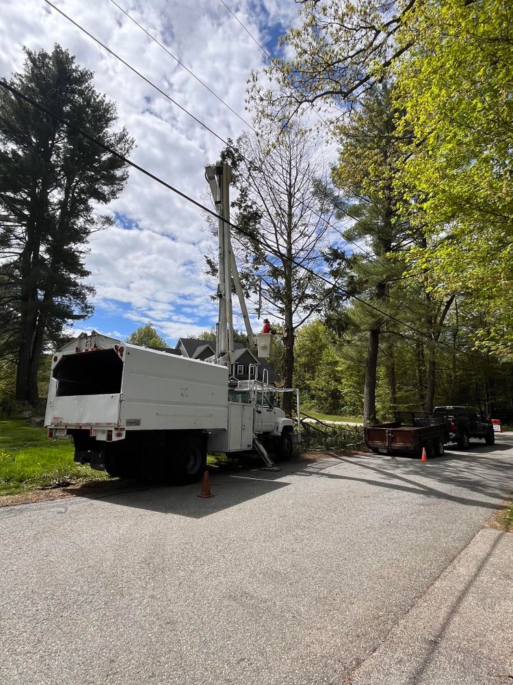 Tree Removal for Harley’s Tree Service in Palmer, MA