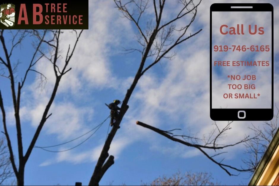 All Photos for AB Tree Service in Raleigh, NC