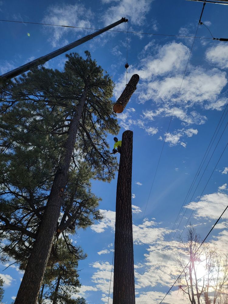 All Photos for StockPro Tree Specialists in Show Low, AZ