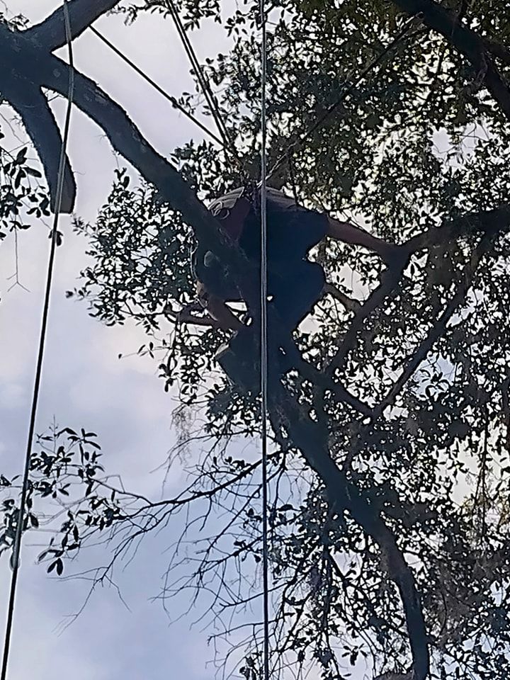 Tree Removal for Tru Tree Service  in Ocala , FL 