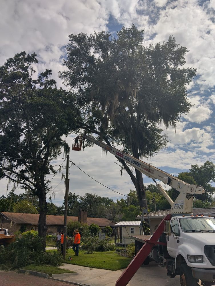 Tree Removal for Bills Tree Service in Valrico, FL