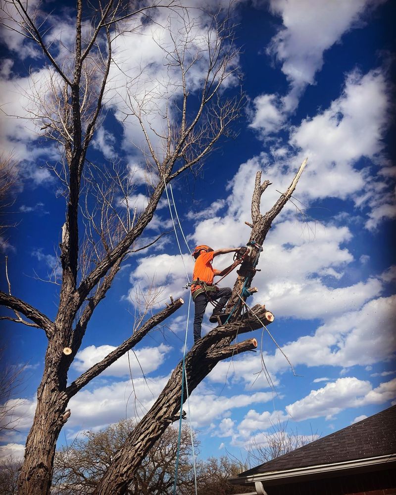 Tree Service for The S&L Good Fellas LLC in Irving, TX