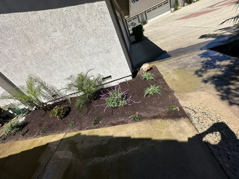 All Photos for Benito's Gardening and Tree Service  in San Juan Capistrano, CA