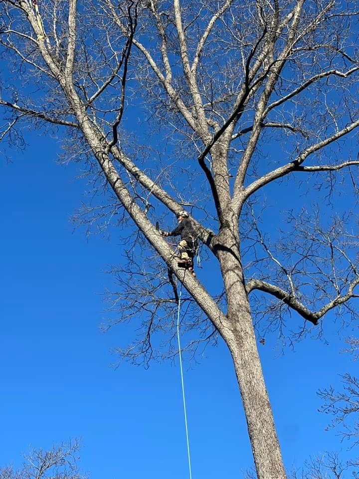 All Photos for Owens Tree Services in Inman, SC