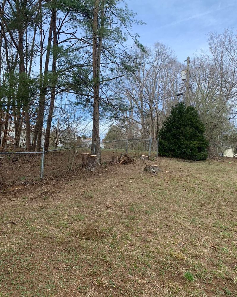 Tree Removal for Complete Care in Cumberland Gap, TN