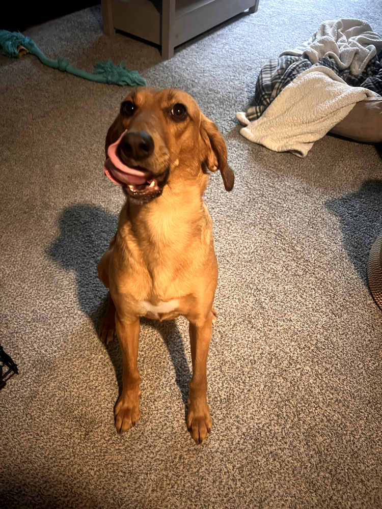 Laurie Shoes Repair for Dumbo's Doggy Doors in City of Sammamish, WA