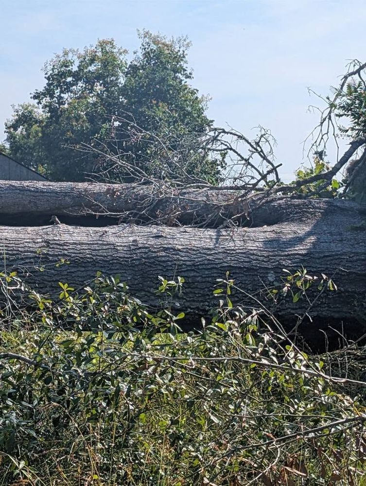 All Photos for TDWS Land Management in Blackshear, GA