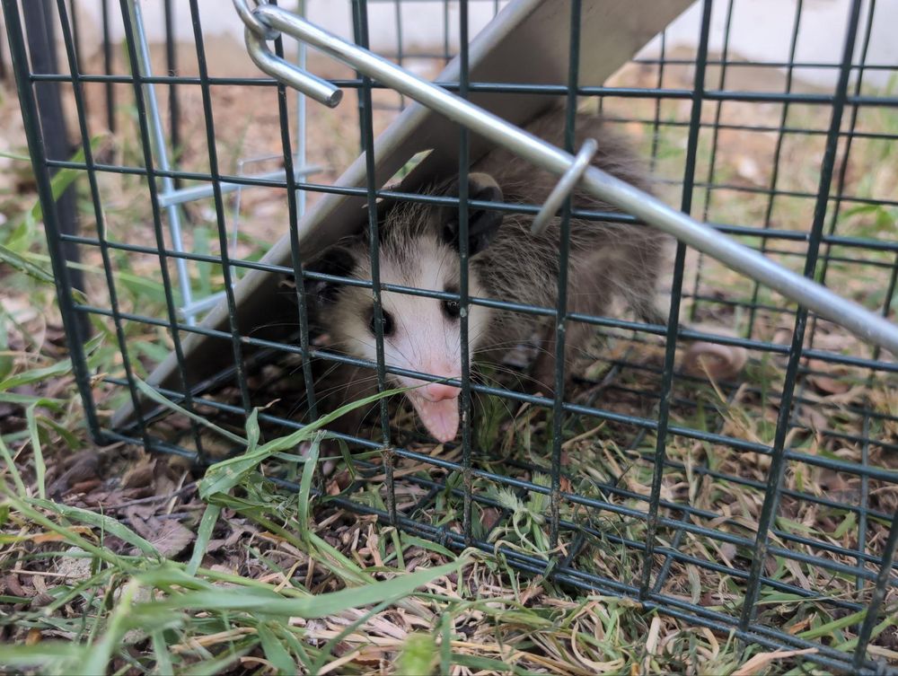 All Photos for Topper's Wildlife Removal in Garland, TX