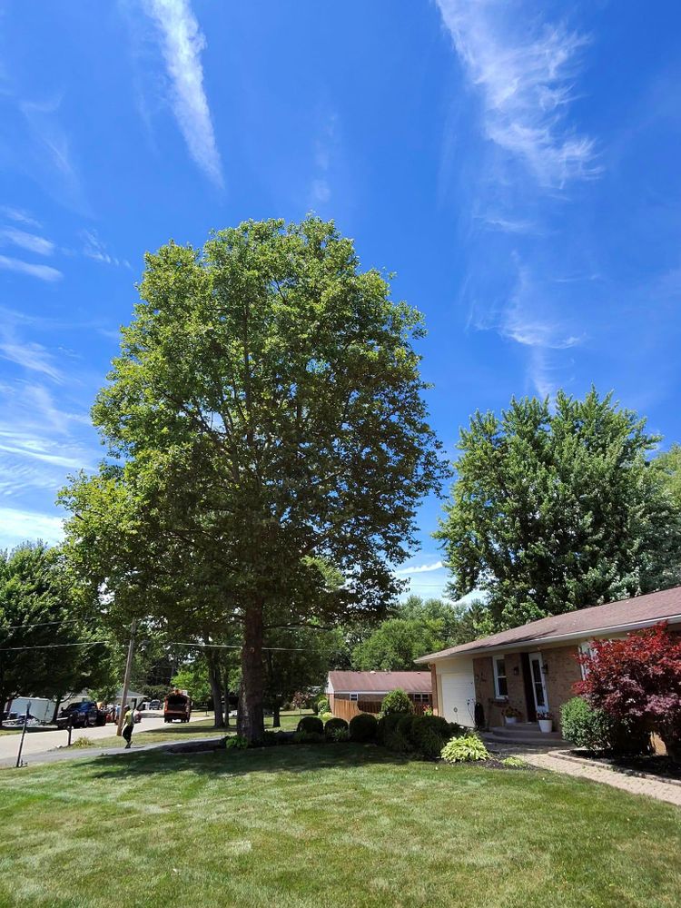 All Photos for F & F Tree Service in Beavercreek, OH