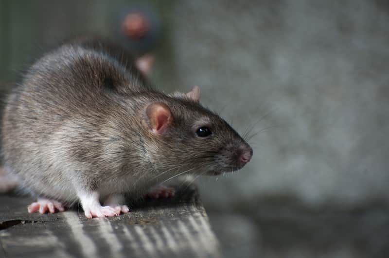 We offer professional rodent removal services to protect your home from damage and health risks. Our team uses safe and humane methods to effectively remove rodents from your property. for Magnolia Wildlife Solutions  in  Collierville, TN